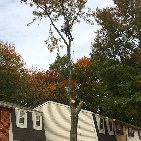 Recinos Tree Service and Landscaping