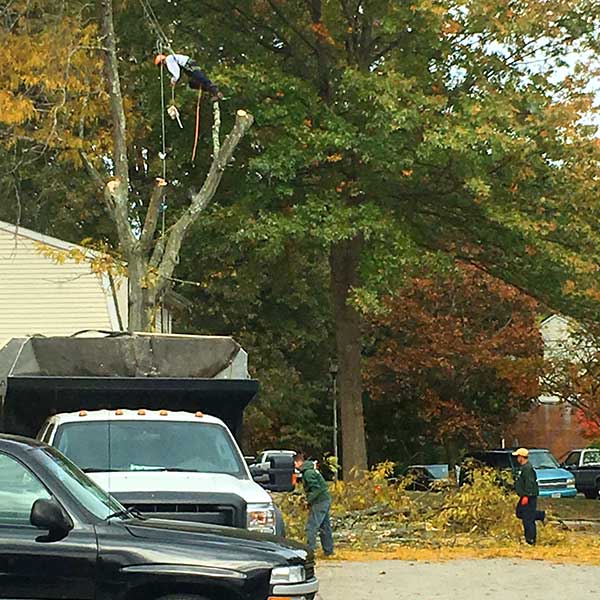 Recinos Tree Service and Landscaping