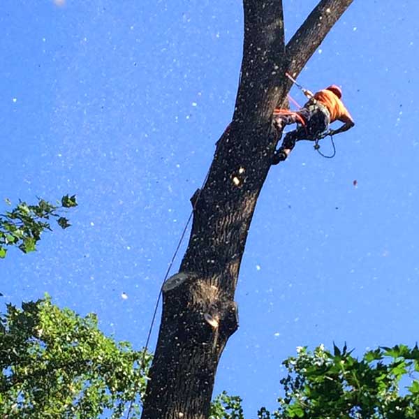 Recinos Tree Service and Landscaping