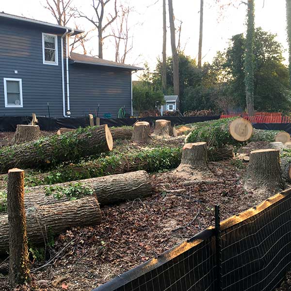Recinos Tree Service and Landscaping